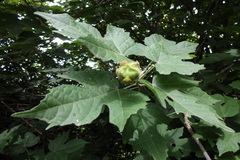 Hibiscus platanifolius